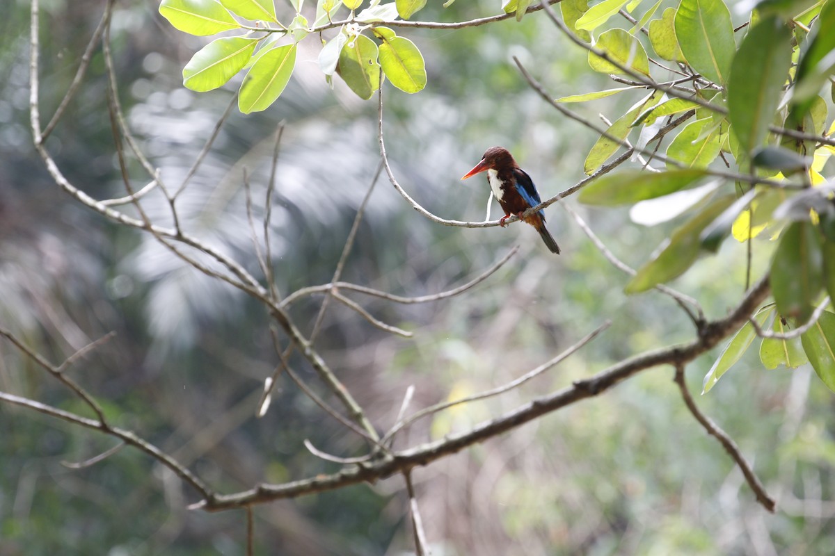 White-throated Kingfisher - ML638359948