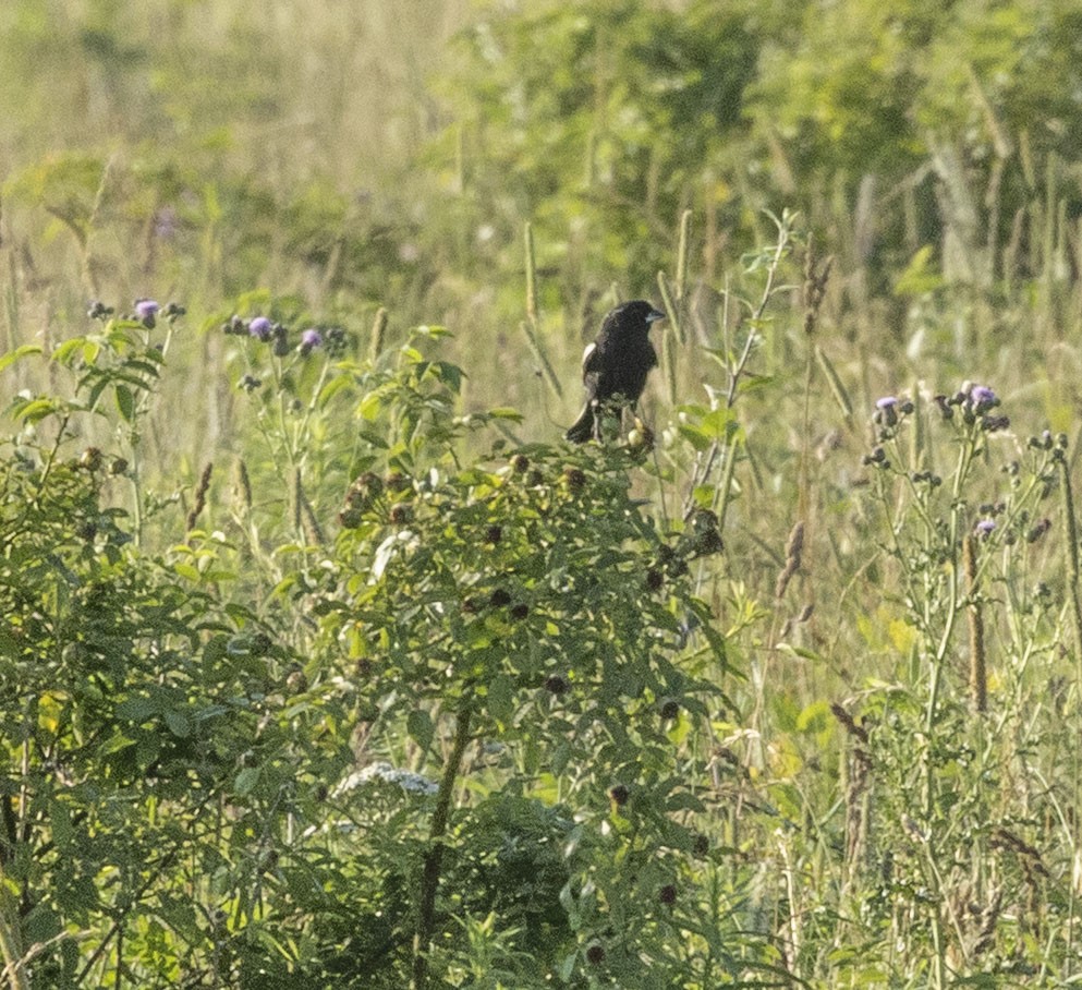 Lark Bunting - ML638359952