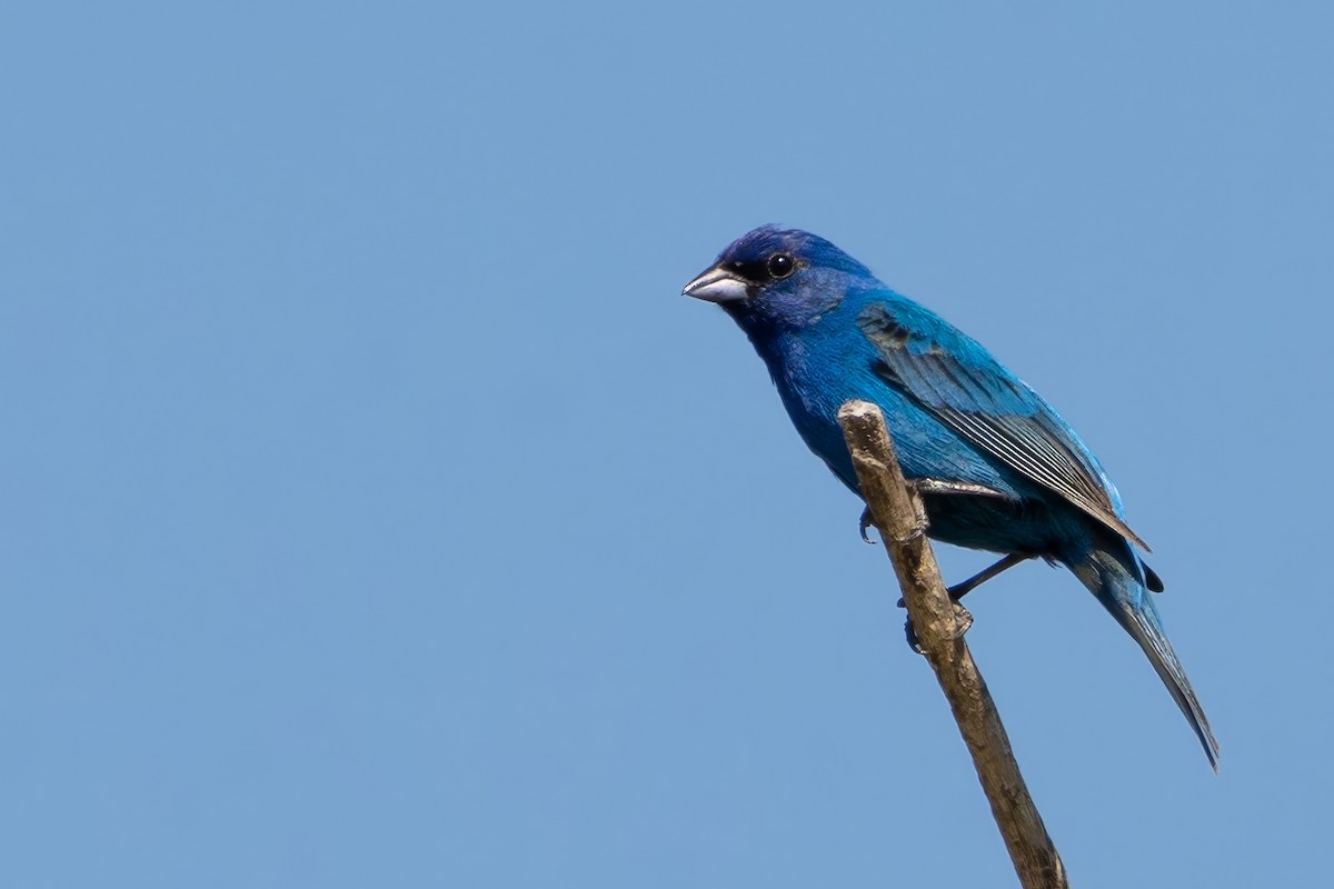 Indigo Bunting - ML638359957