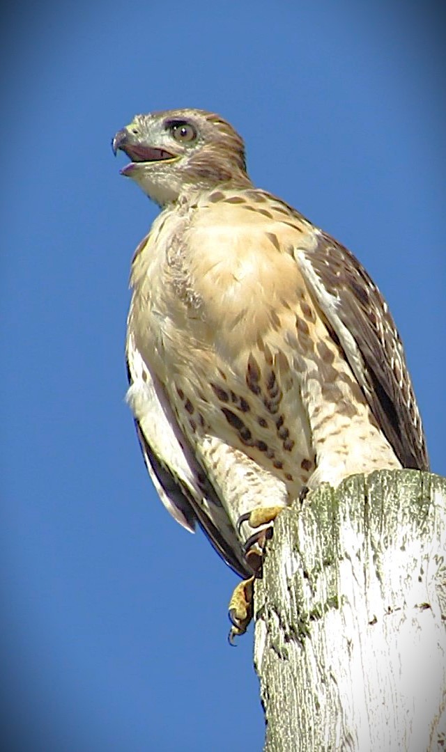 Zapelatz buztangorria - ML638359958