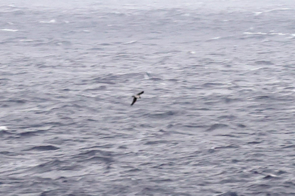 Pétrel des Kermadec - ML638359964