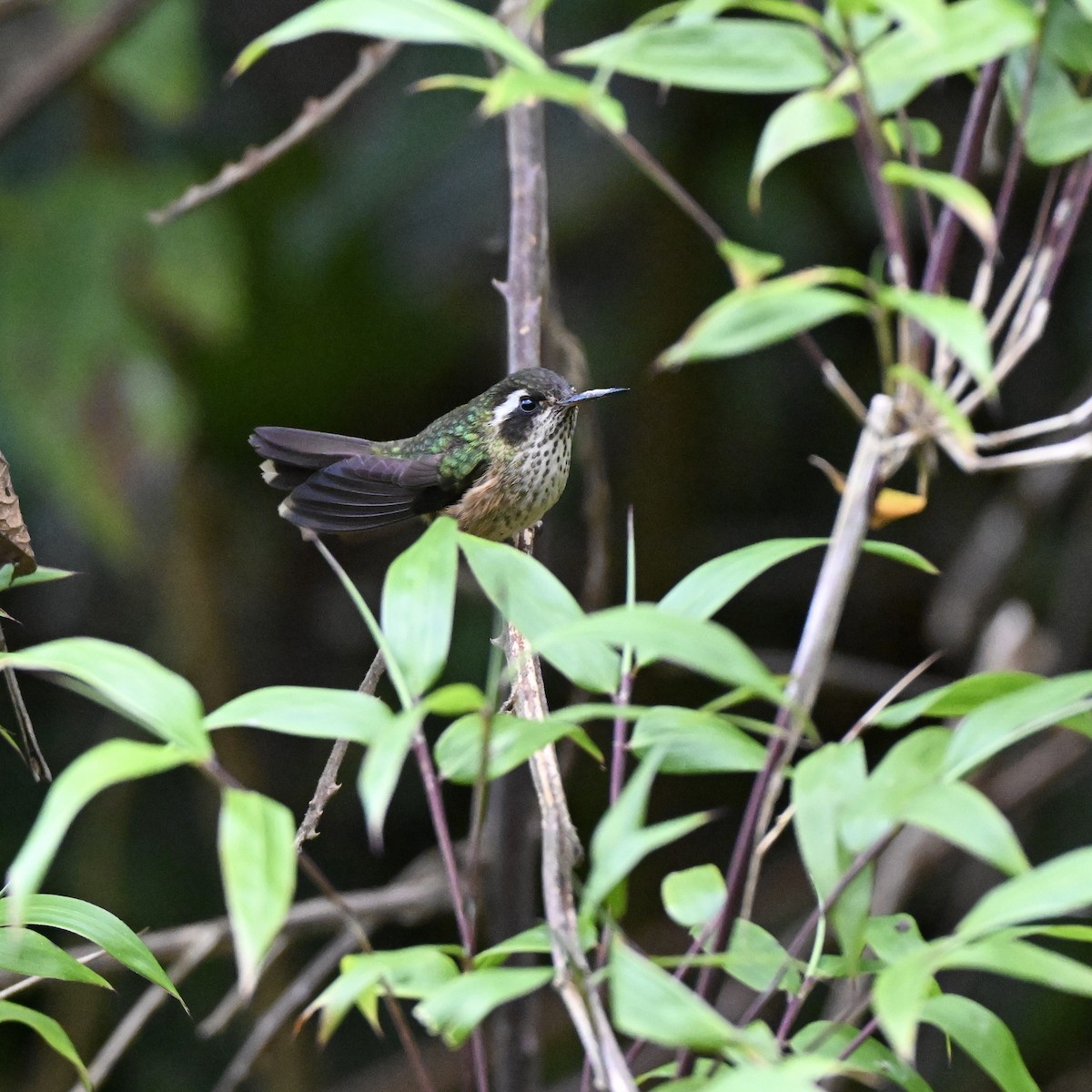 Speckled Hummingbird - ML638359968