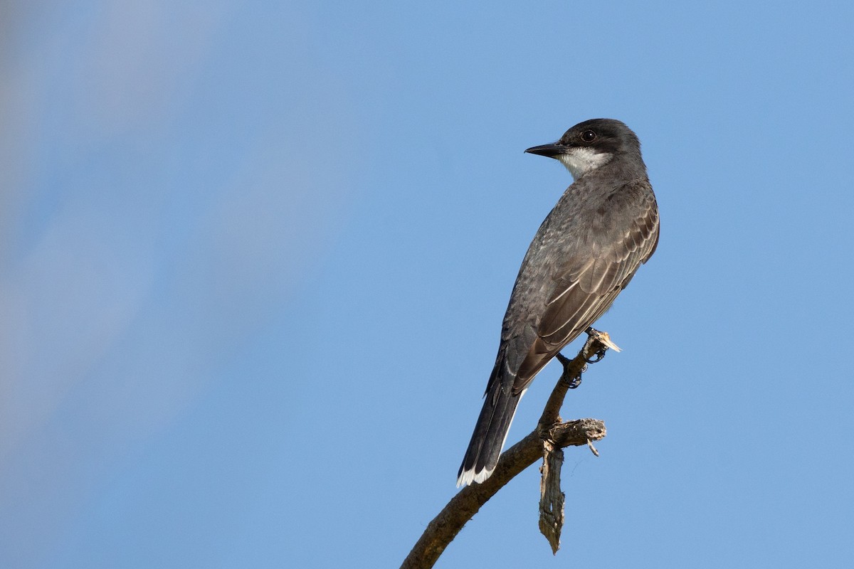 Eastern Kingbird - ML638359969
