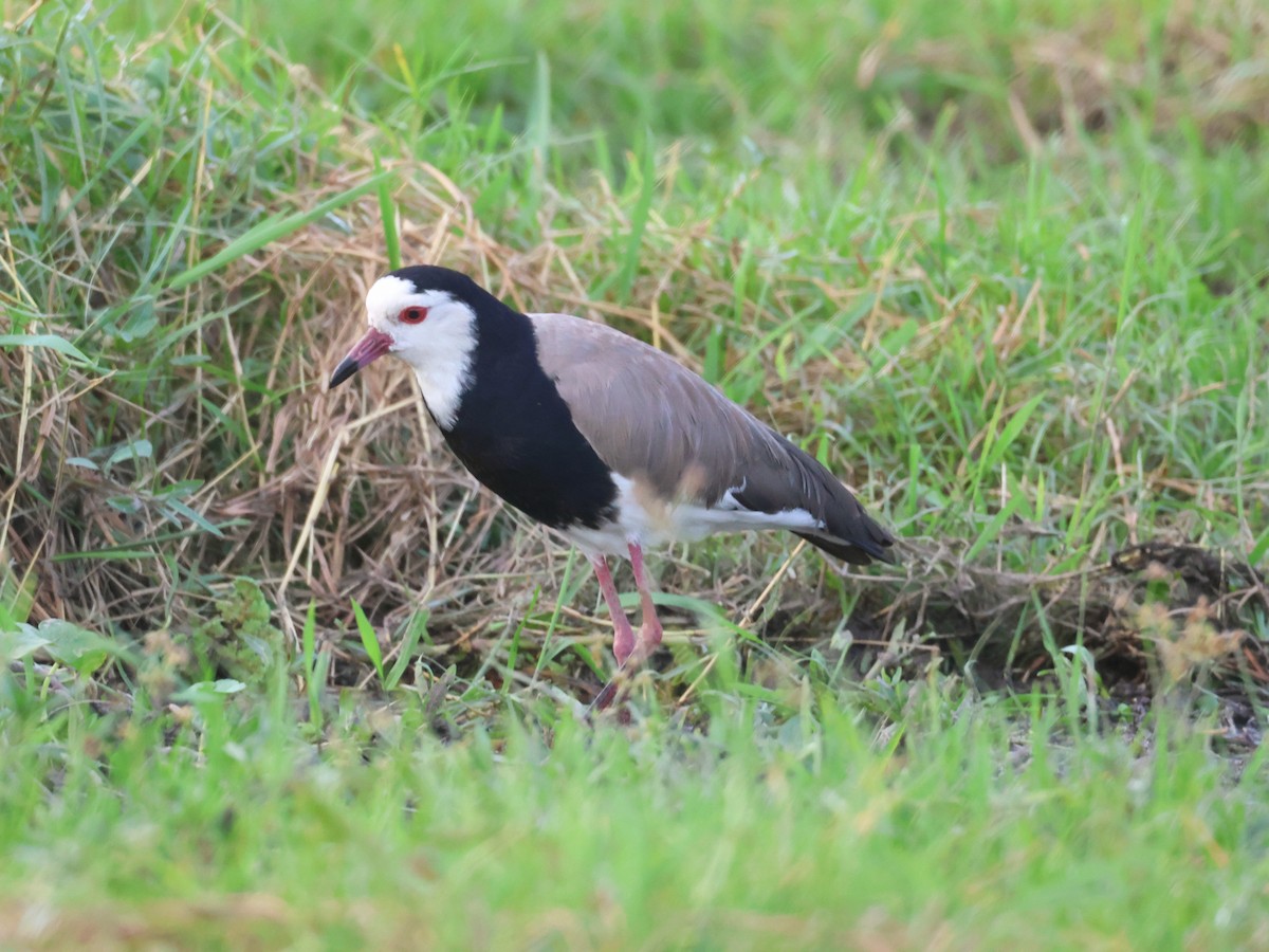 Long-toed Lapwing - ML638359970