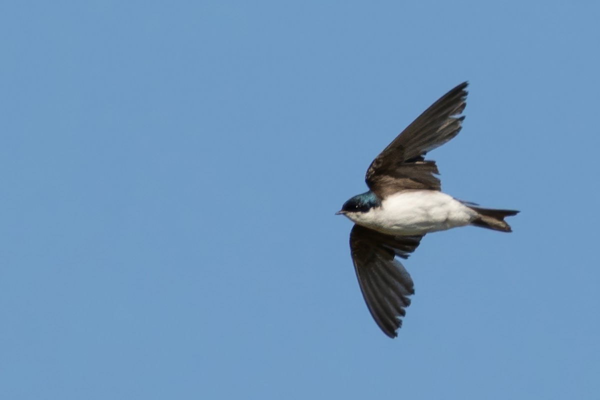 Golondrina Bicolor - ML638359974