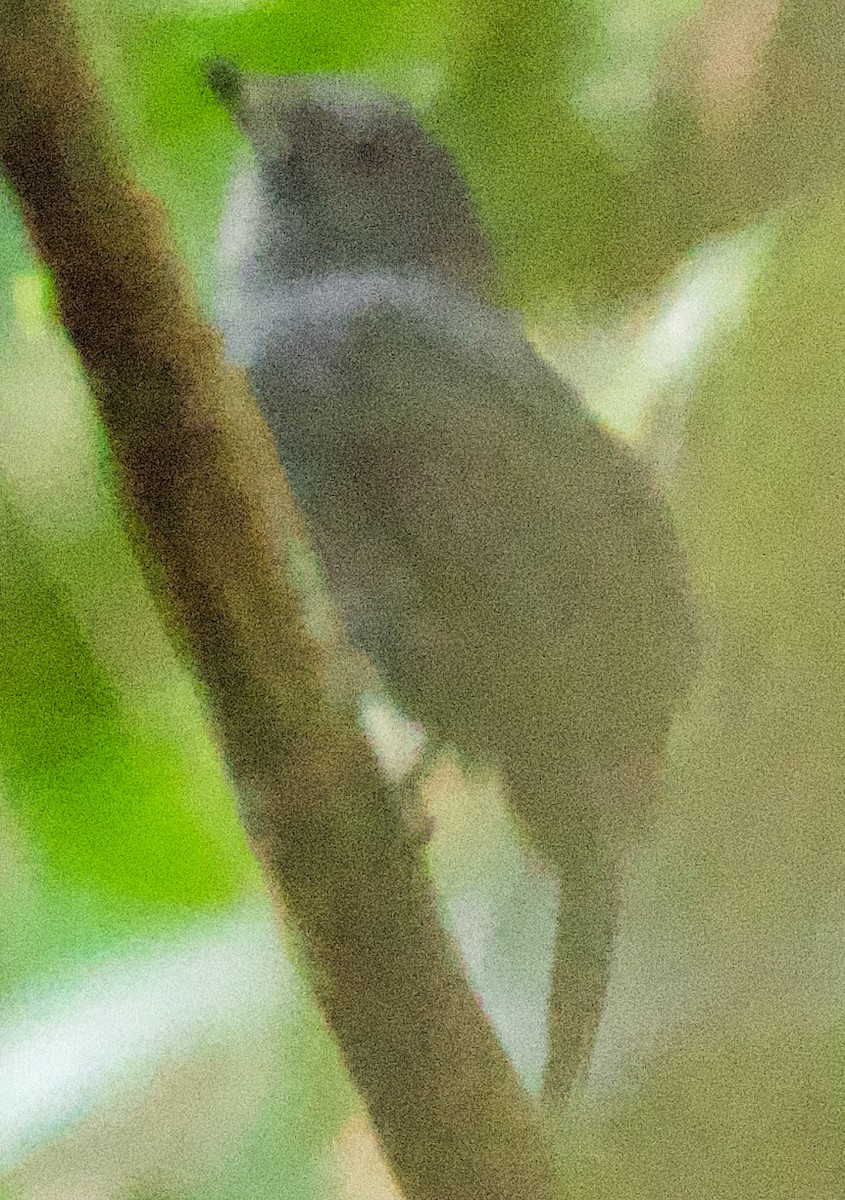 Bluish-slate Antshrike - ML638359999