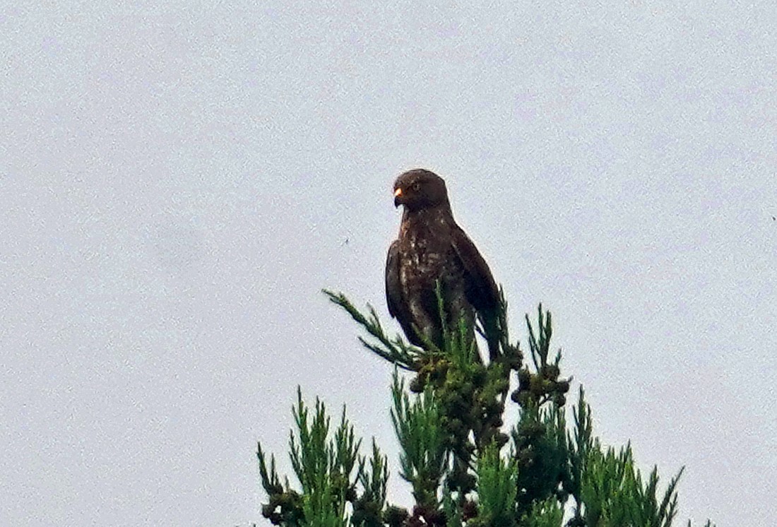Amurbussard - ML638360020