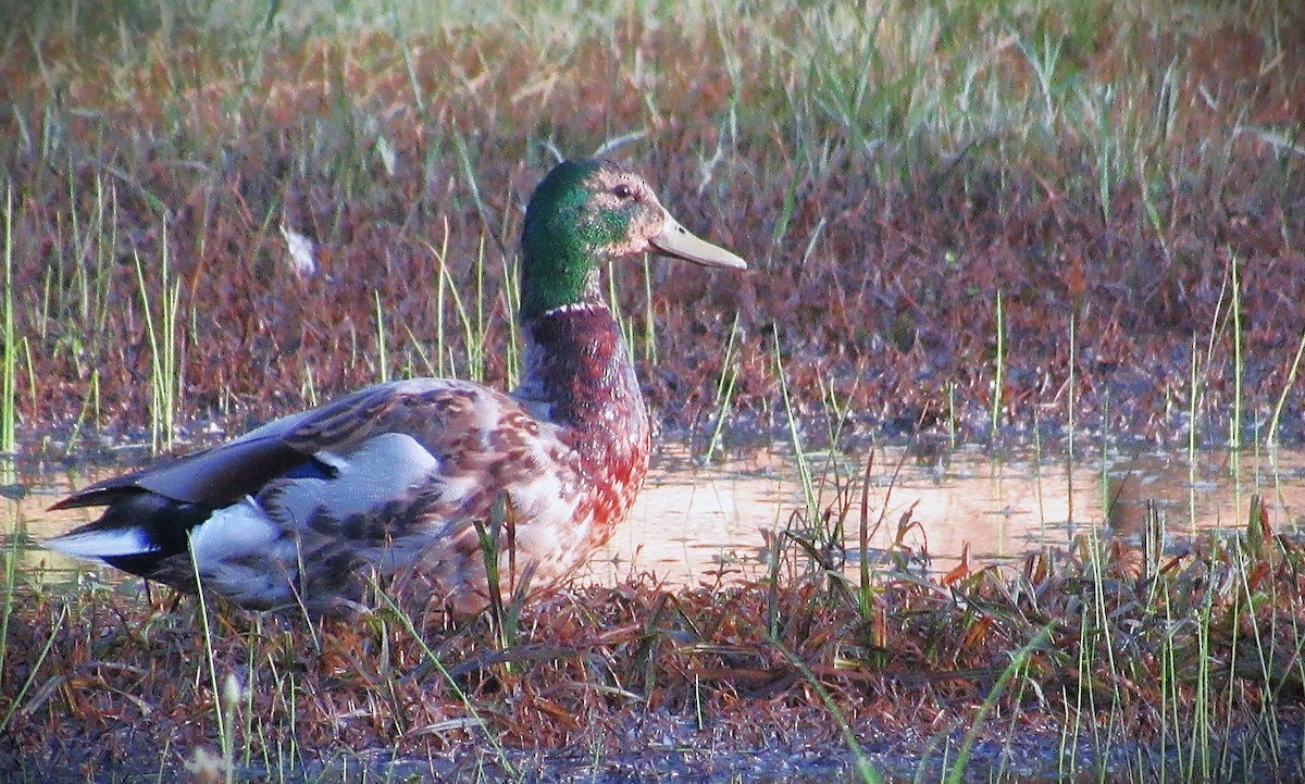 Stockente - ML638360021