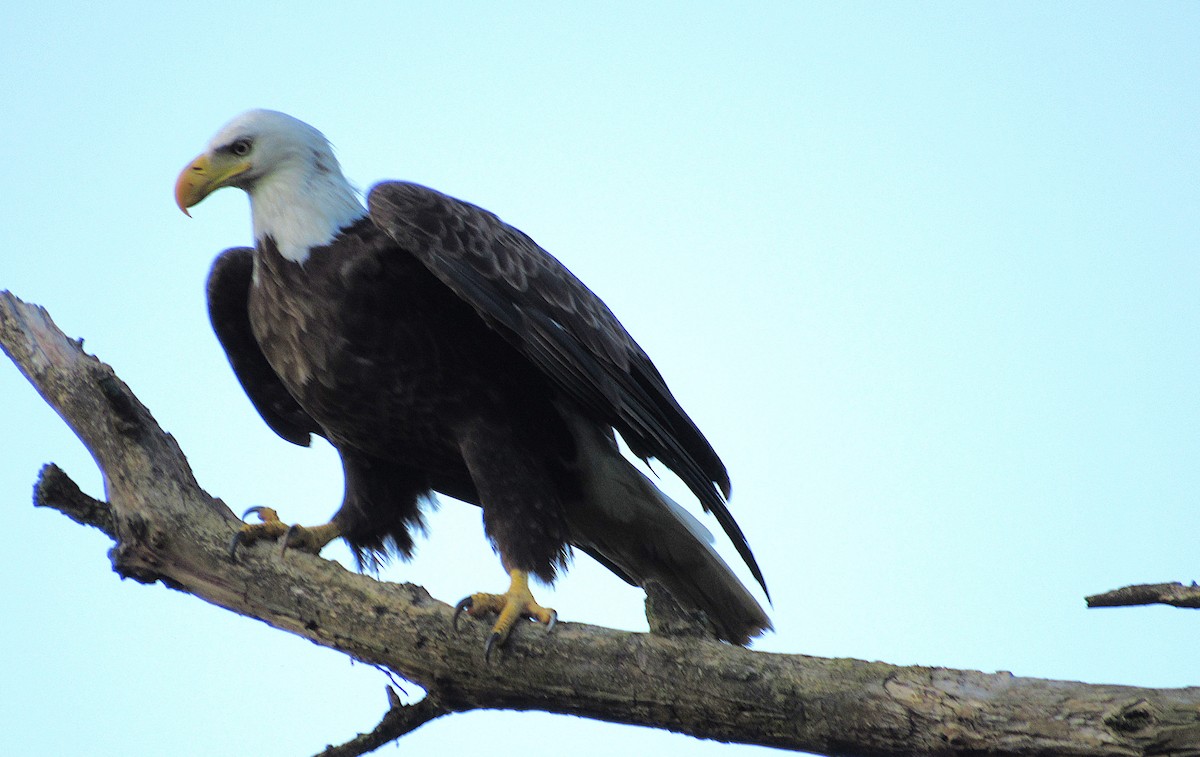 Weißkopf-Seeadler - ML638360024