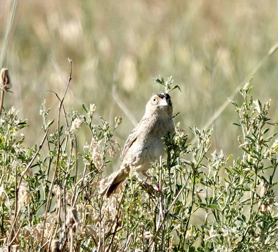 Heuschreckenammer - ML638360028
