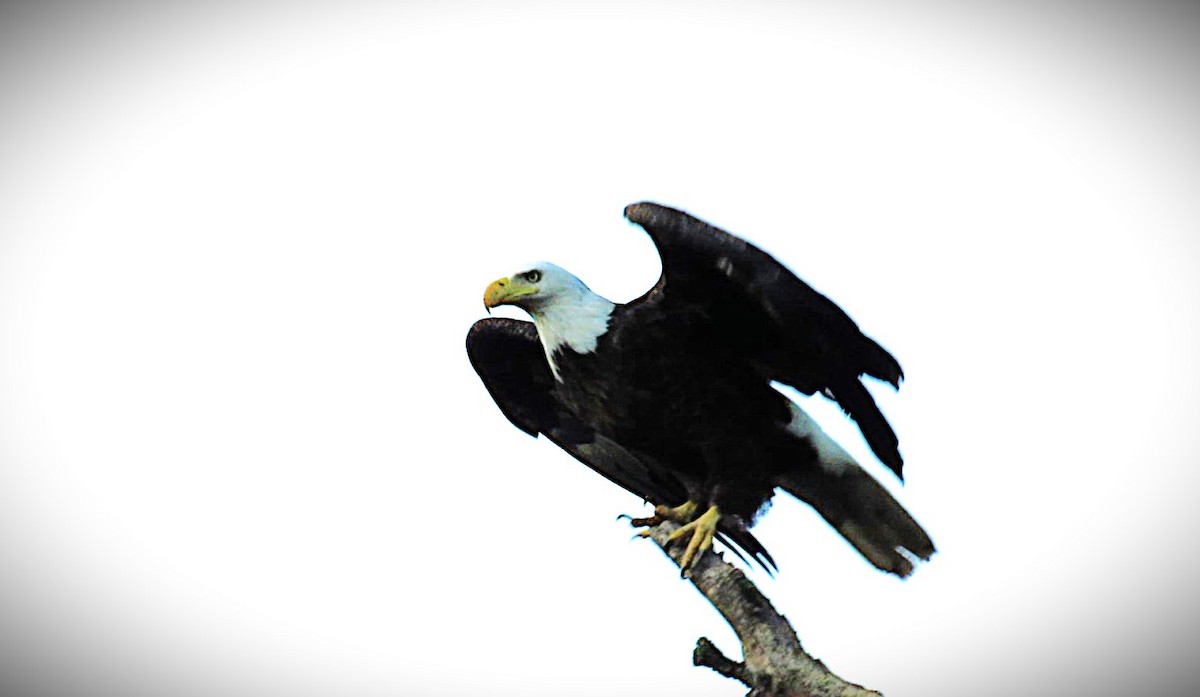 Weißkopf-Seeadler - ML638360029