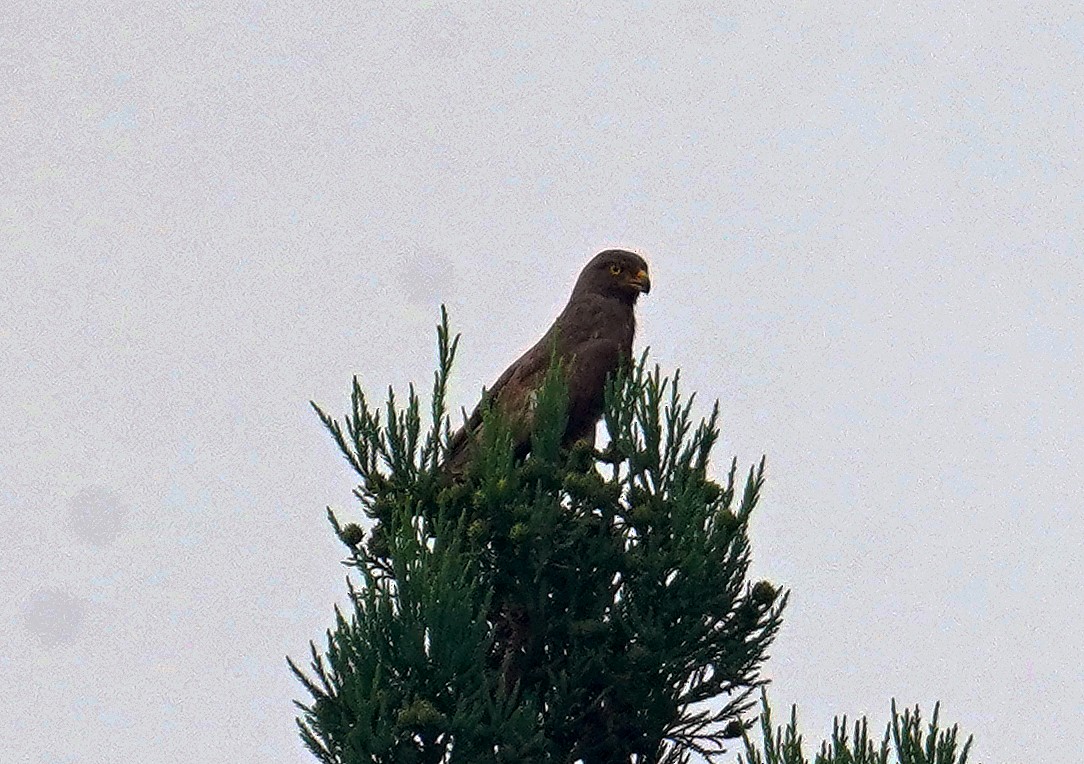 Amurbussard - ML638360031