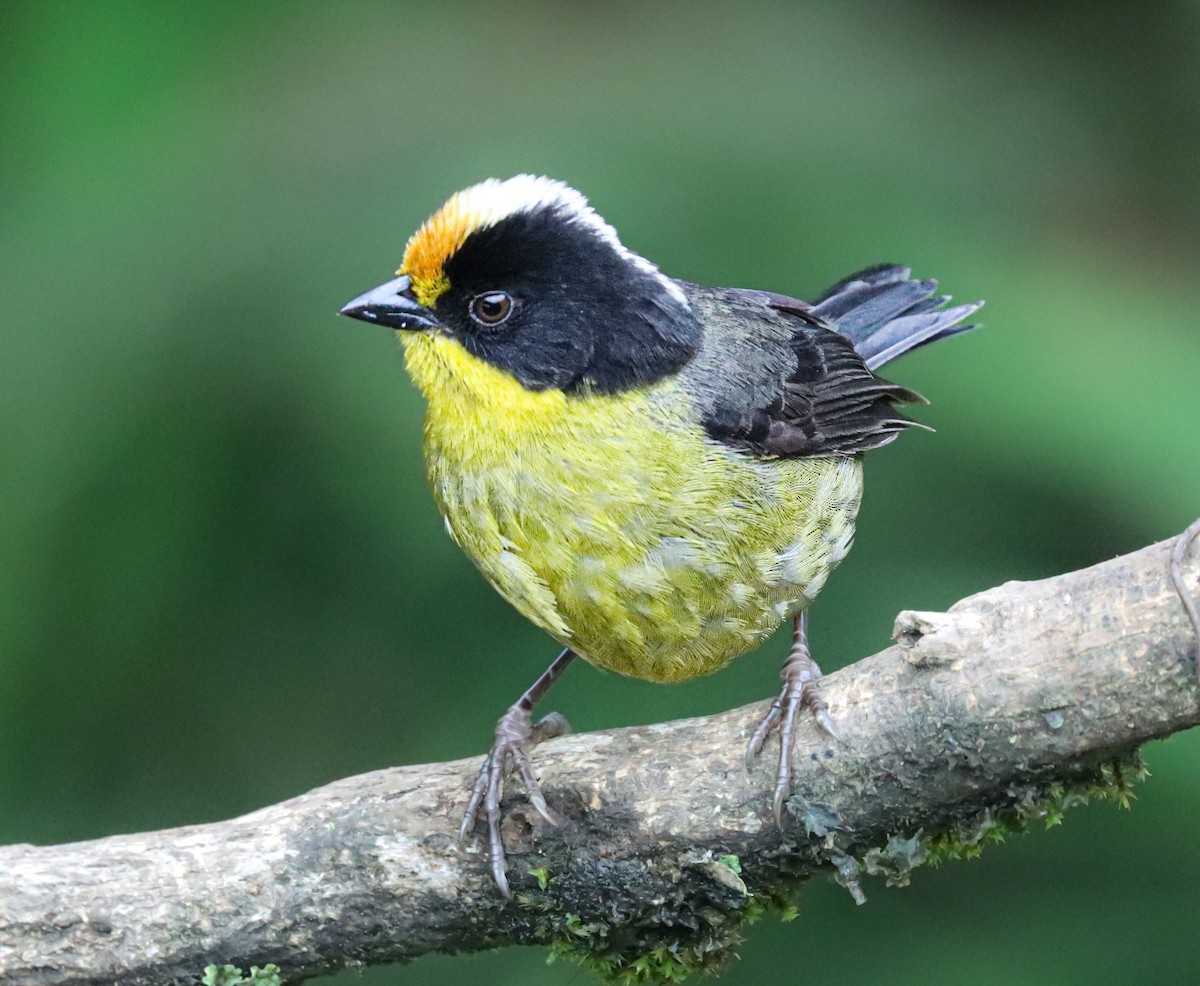 Pale-naped Brushfinch - ML638360063
