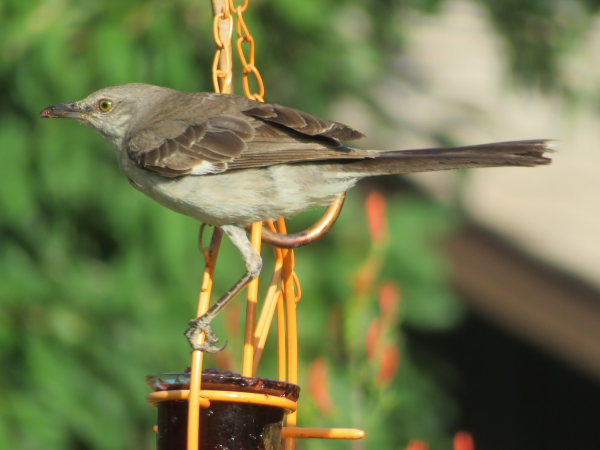 Northern Mockingbird - ML638360066