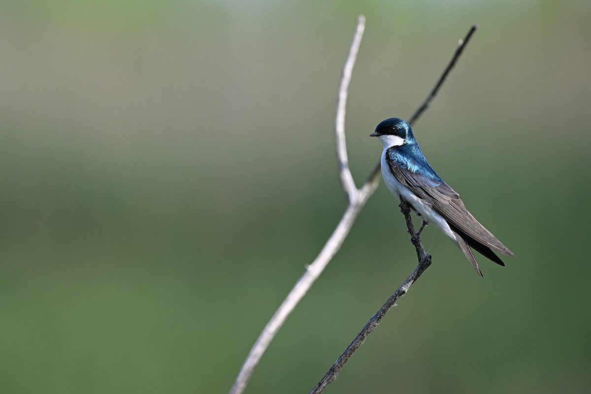 Tree Swallow - ML638360098