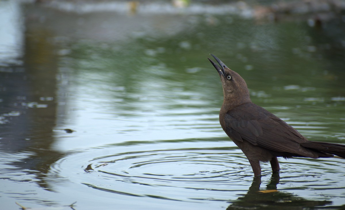 storhaletrupial - ML638360102