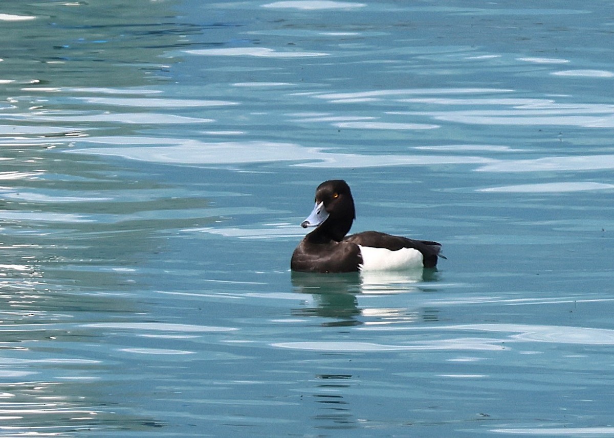Tufted Duck - ML638360114