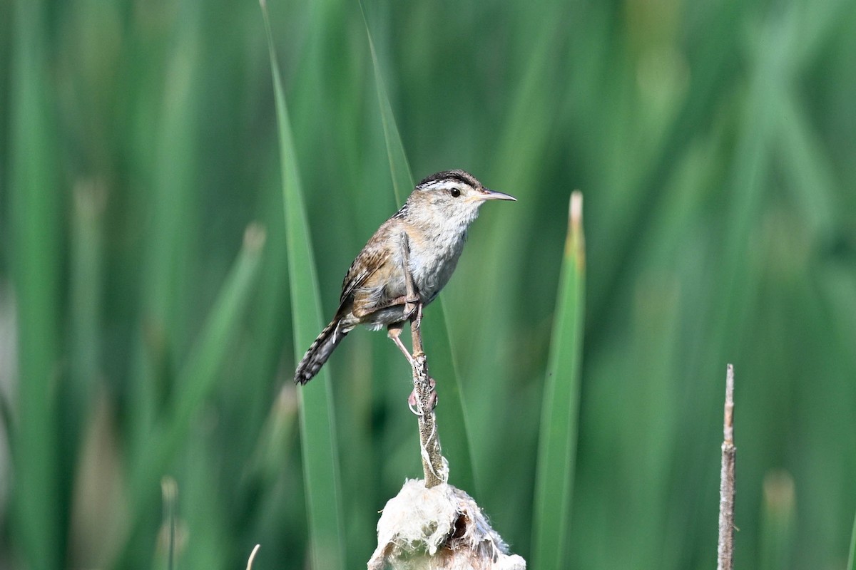 Marsh Wren - ML638360120