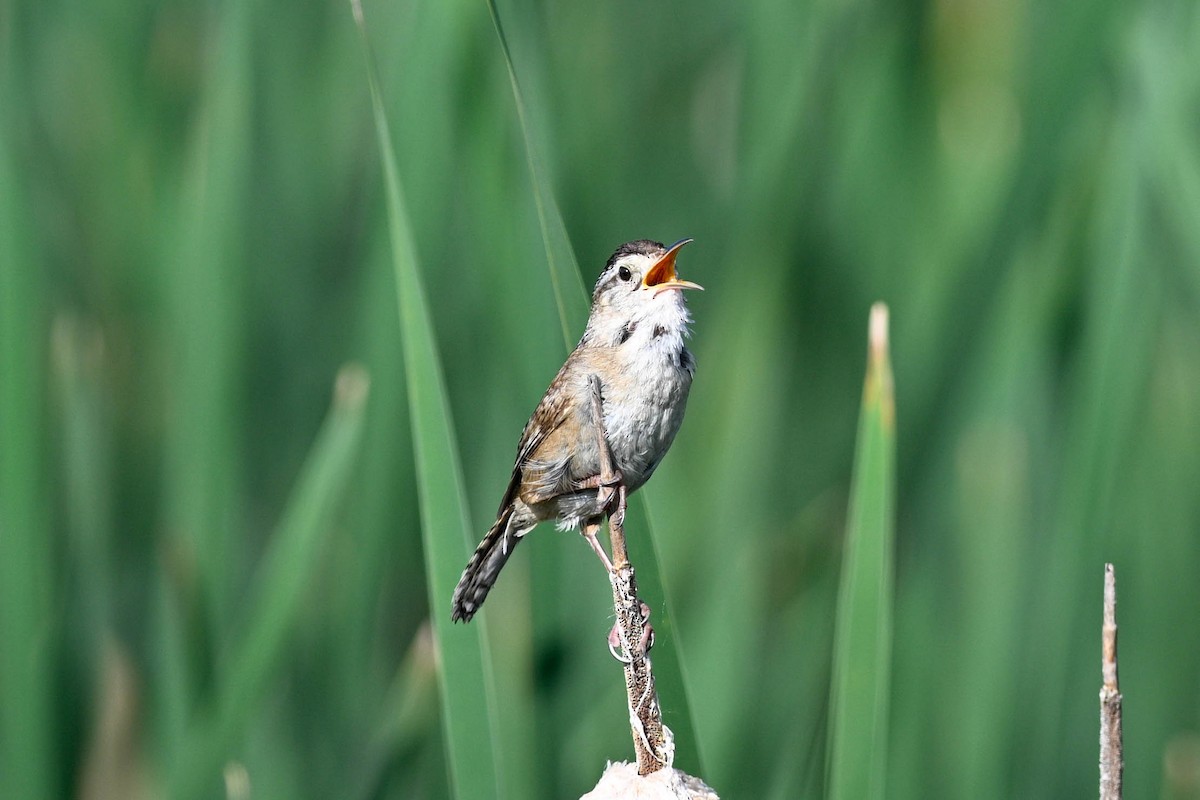 Marsh Wren - ML638360126