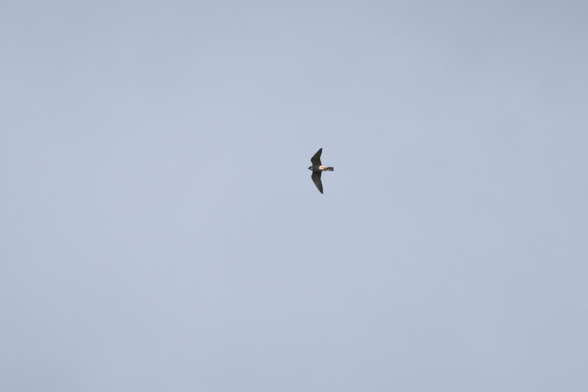 Шууман шонхор - ML638360138