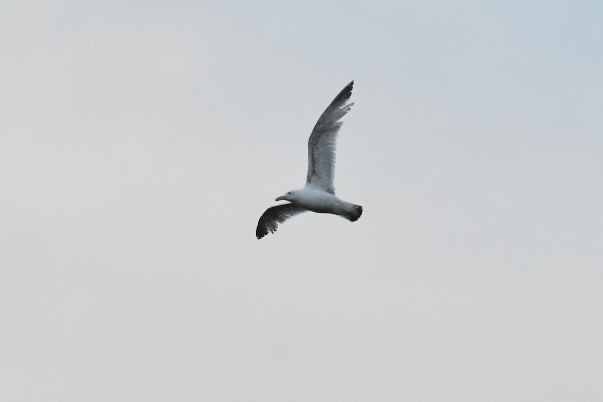 American Herring Gull - ML638360140