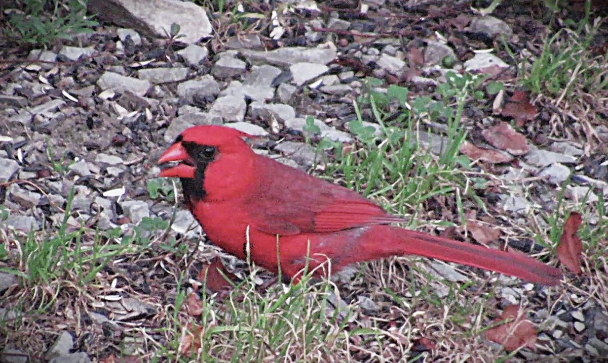 Cardenal Norteño - ML638360141