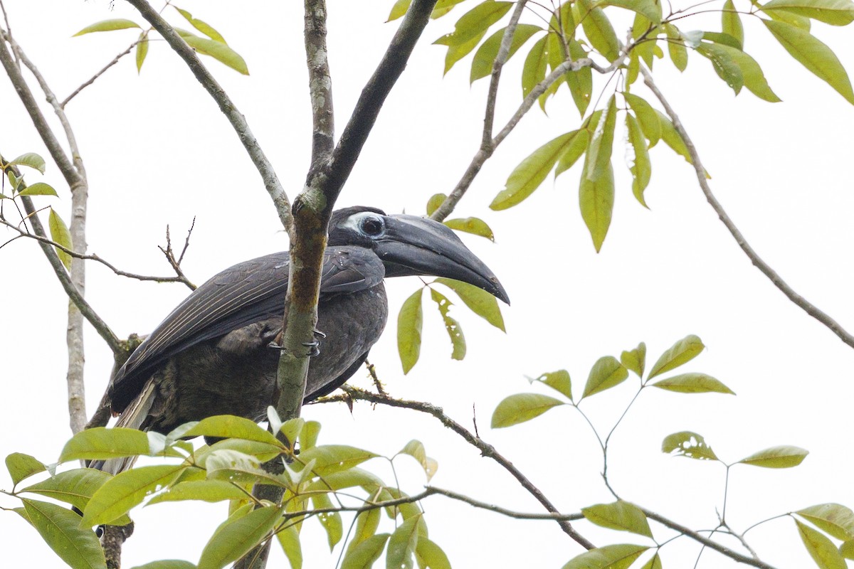 Bushy-crested Hornbill - ML638360143