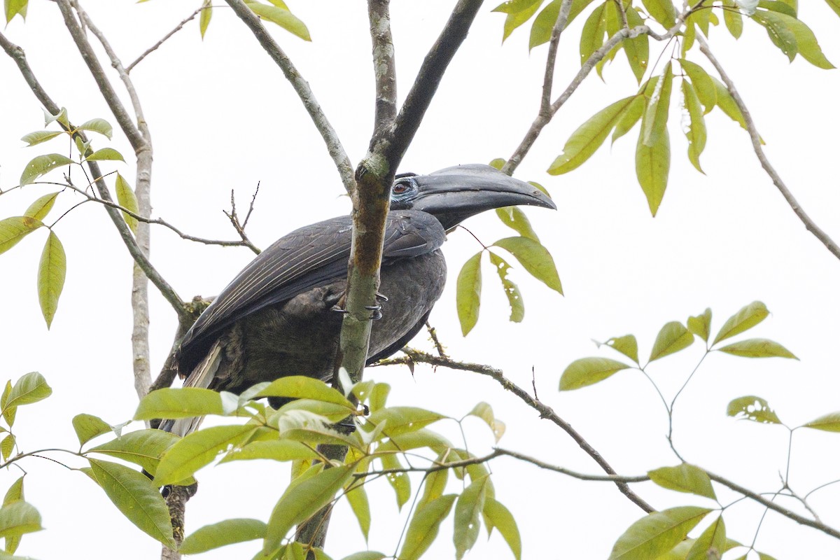 Bushy-crested Hornbill - ML638360145