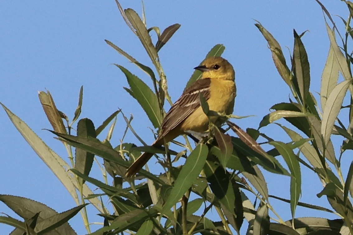 Orchard Oriole - ML638360147
