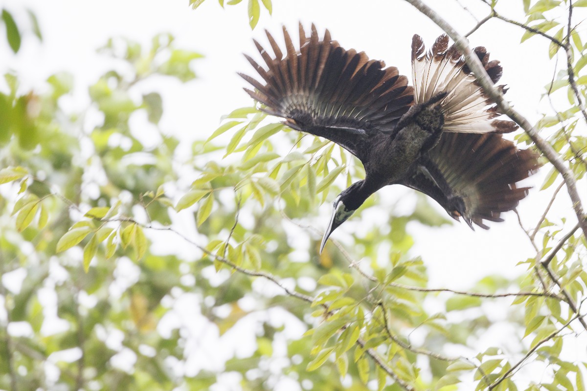 Bushy-crested Hornbill - ML638360148
