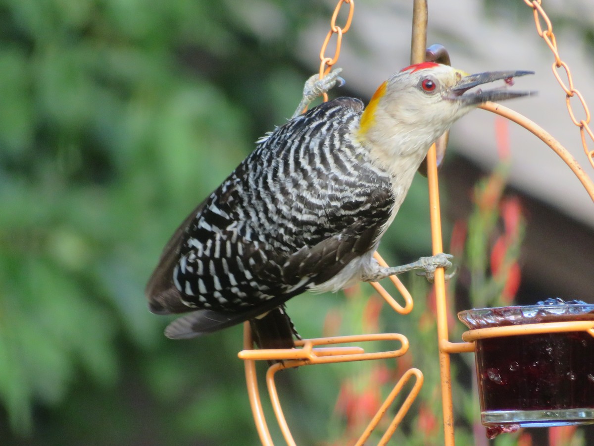 Golden-fronted Woodpecker - ML638360149
