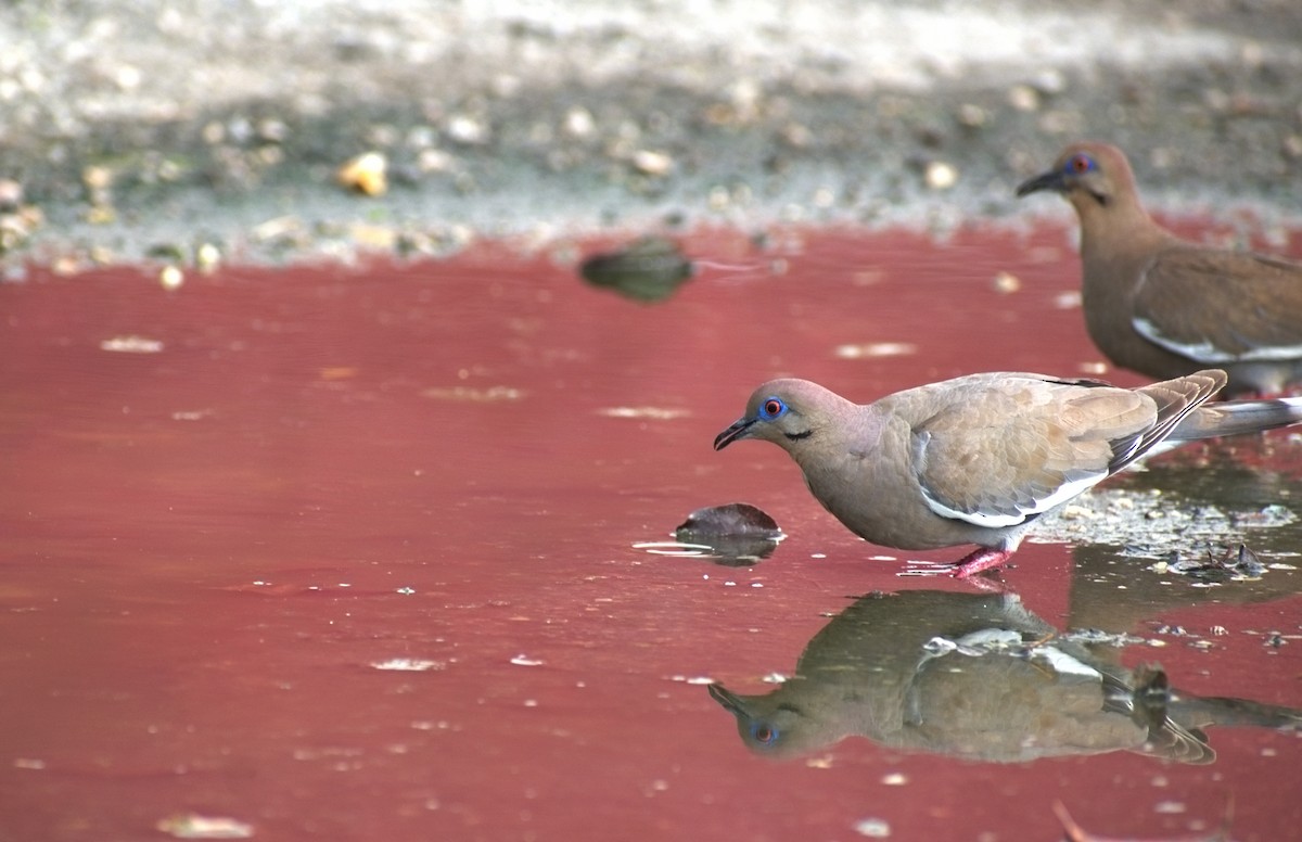 White-winged Dove - ML638360152
