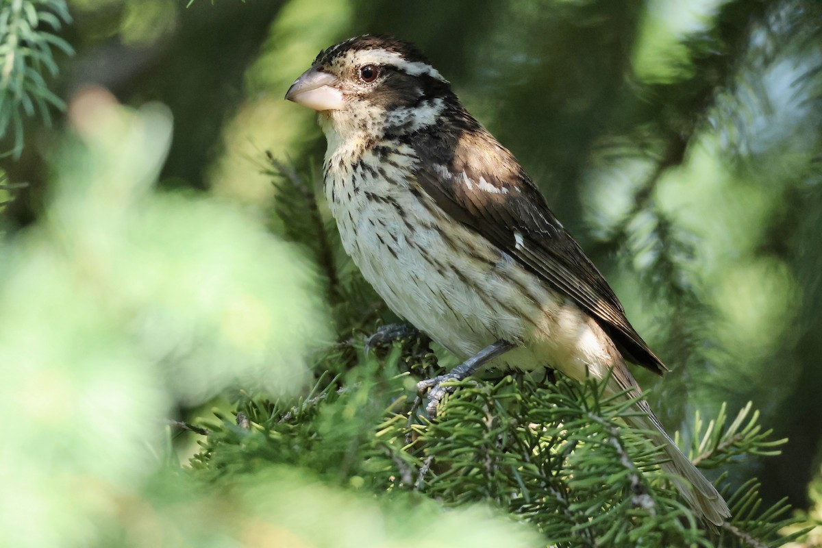 Rose-breasted Grosbeak - ML638360153