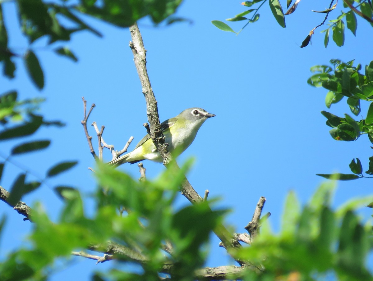 Blue-headed Vireo - ML638360157