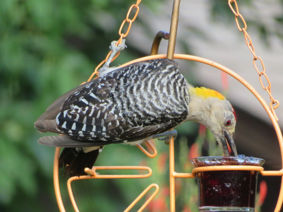Golden-fronted Woodpecker - ML638360159