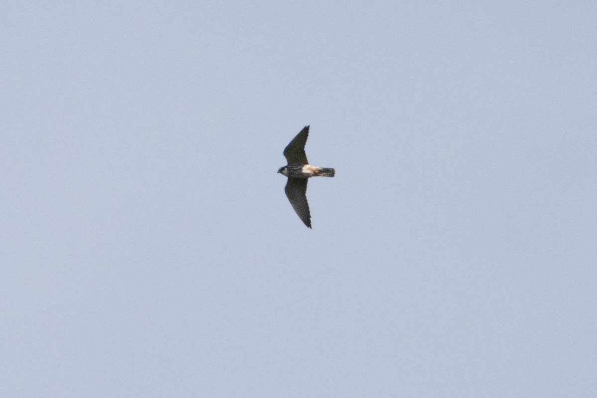 Шууман шонхор - ML638360162