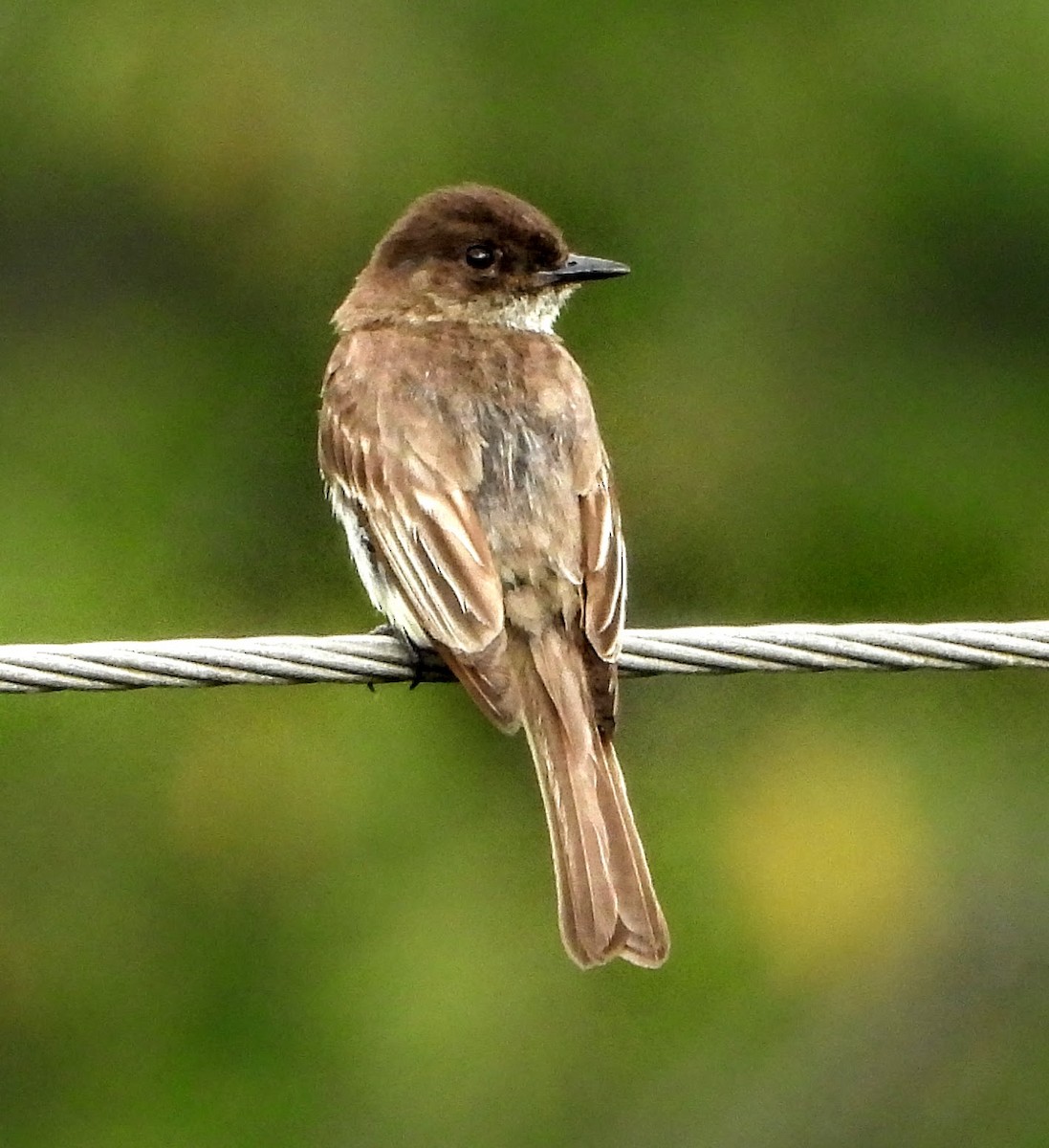 Eastern Phoebe - ML638360163