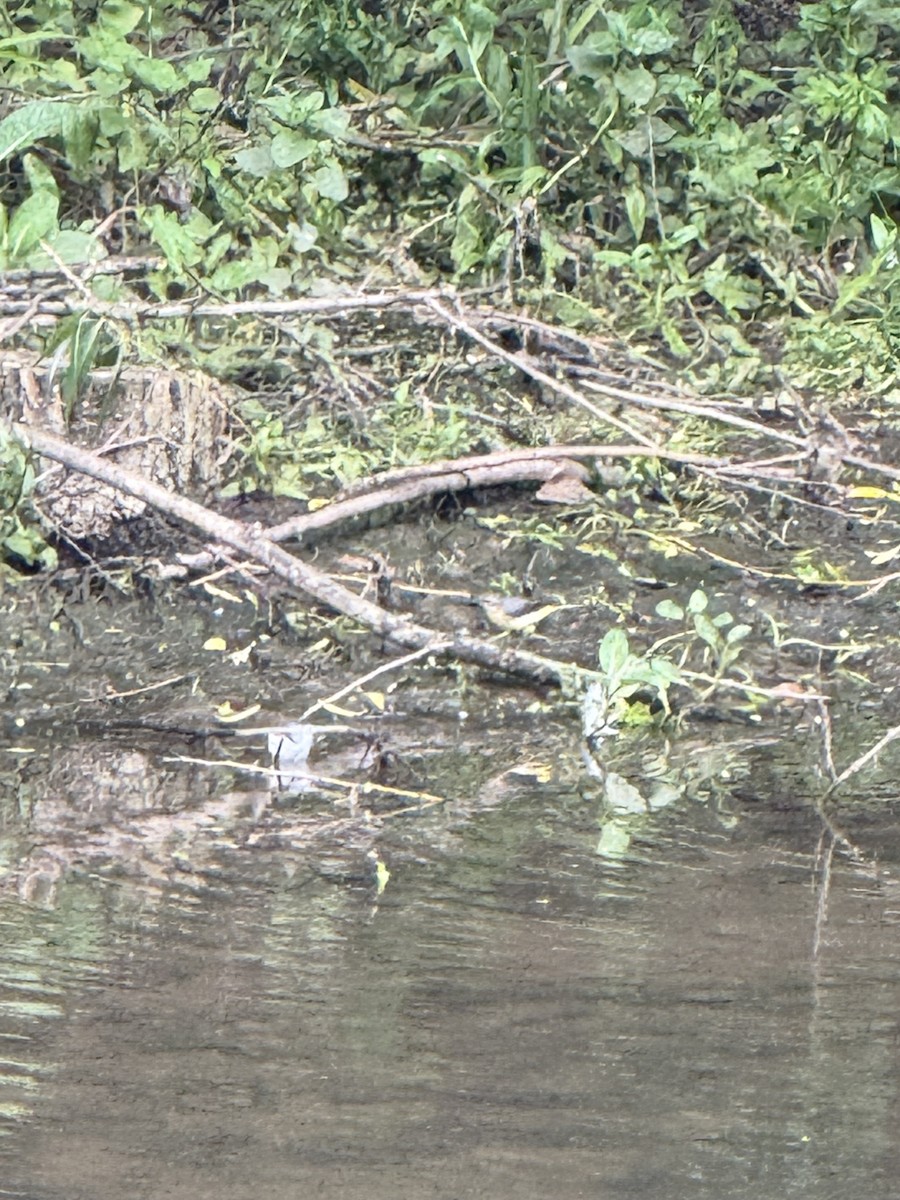 Gray Wagtail - ML638360166