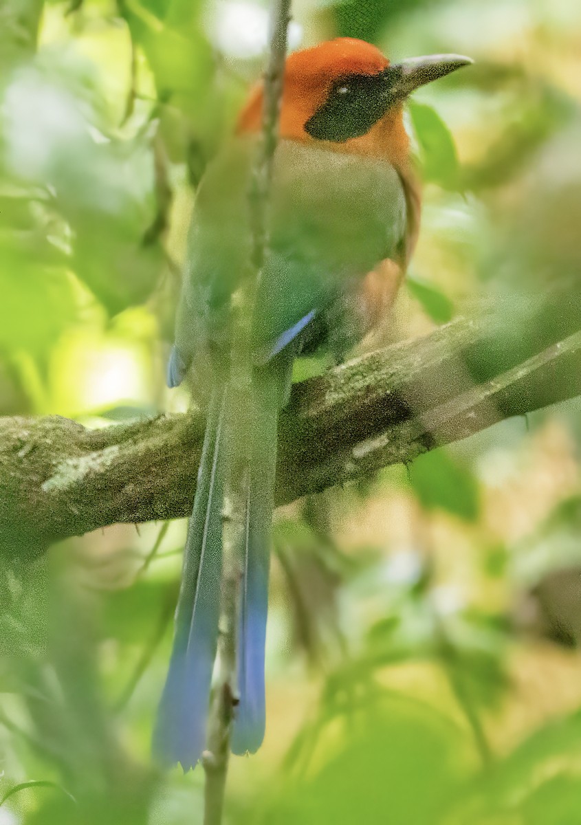 Rufous Motmot - ML638360167