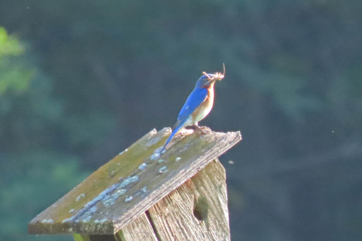 Eastern Bluebird - ML638360169