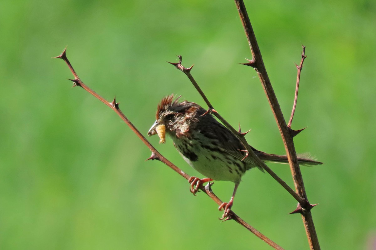 Song Sparrow - ML638360170