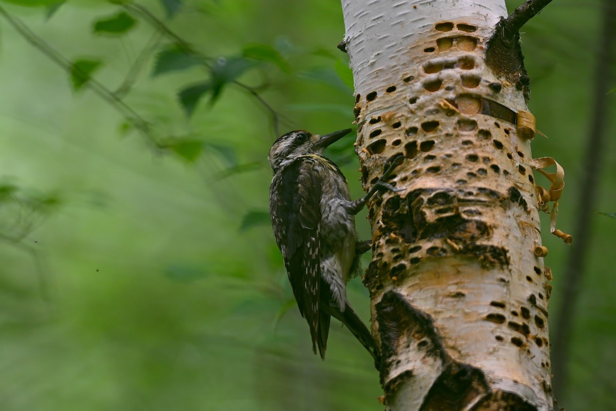 Yellow-bellied Sapsucker - ML638360174