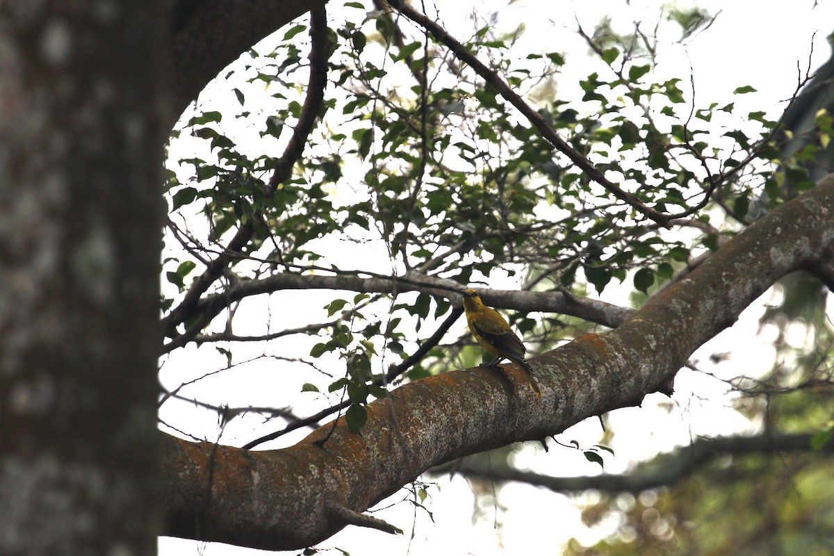 Black-naped Oriole - ML638360178