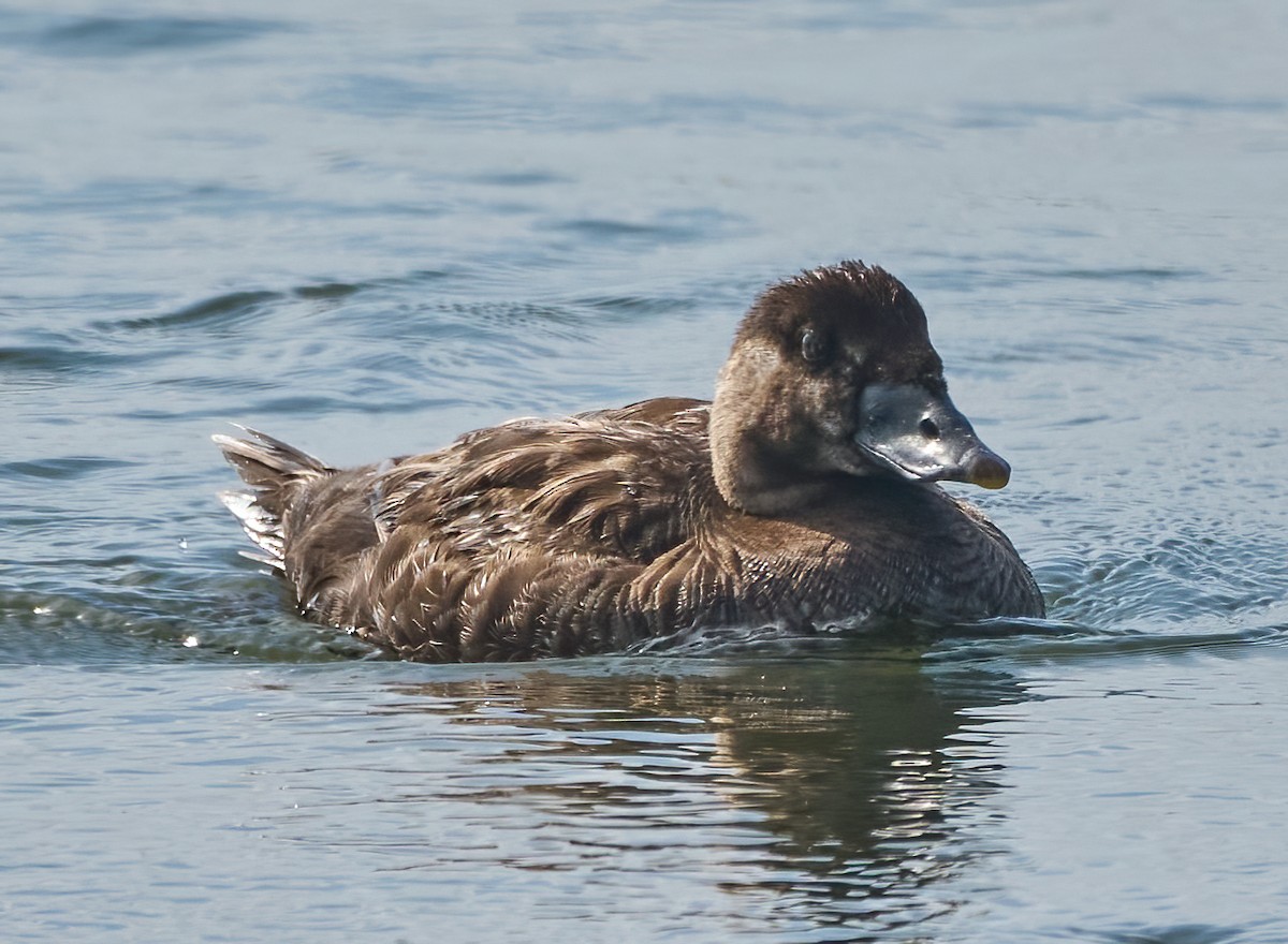 Surf Scoter - ML638360185