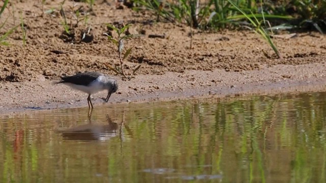 Spotted Sandpiper - ML638360191