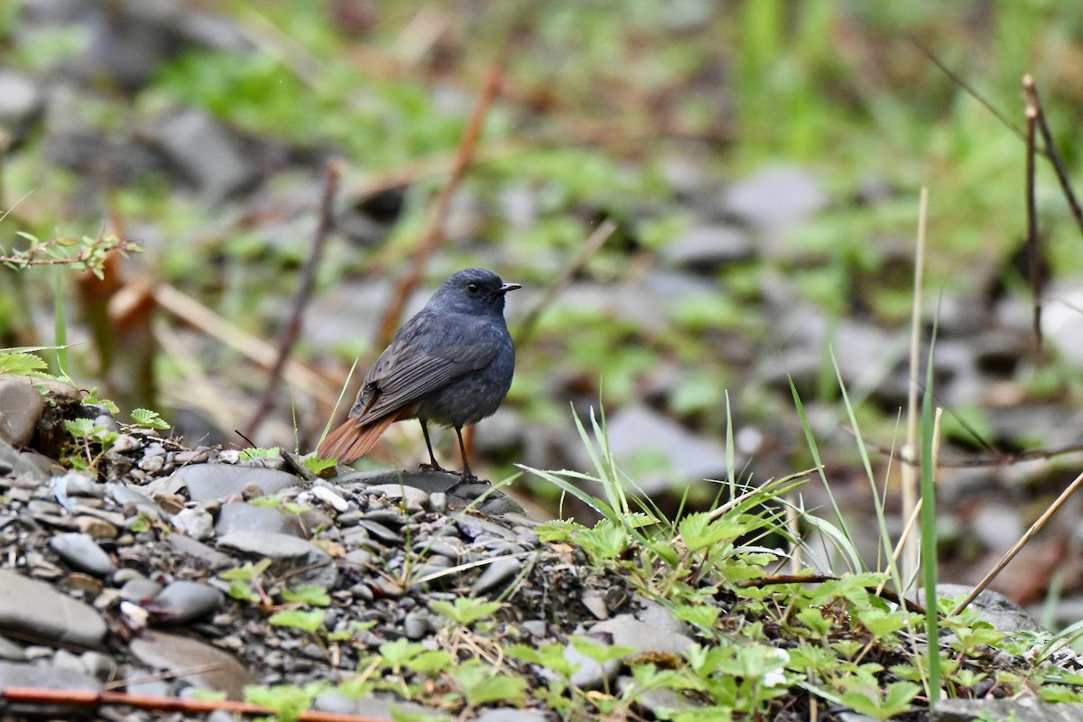 Plumbeous Redstart - ML638360192
