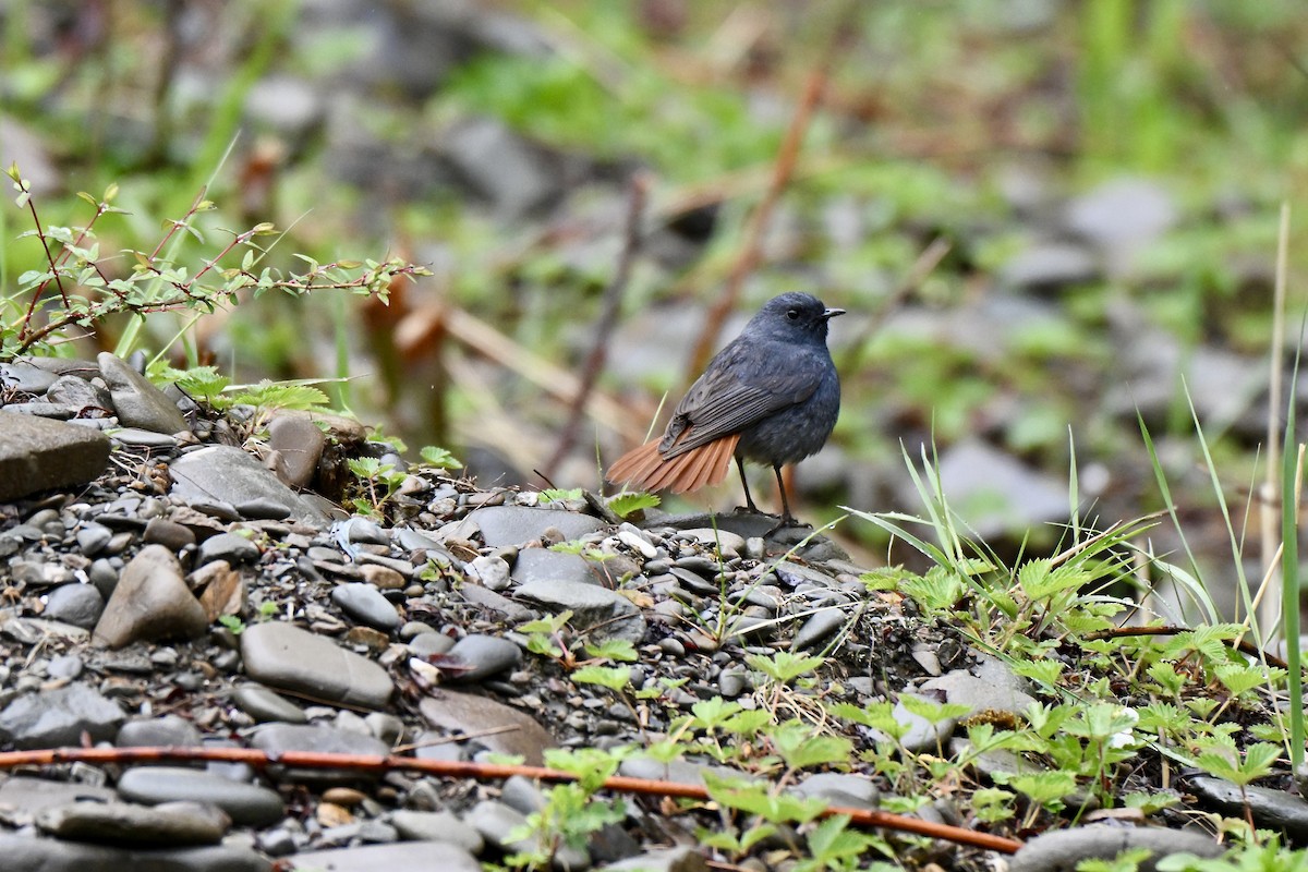 Plumbeous Redstart - ML638360201