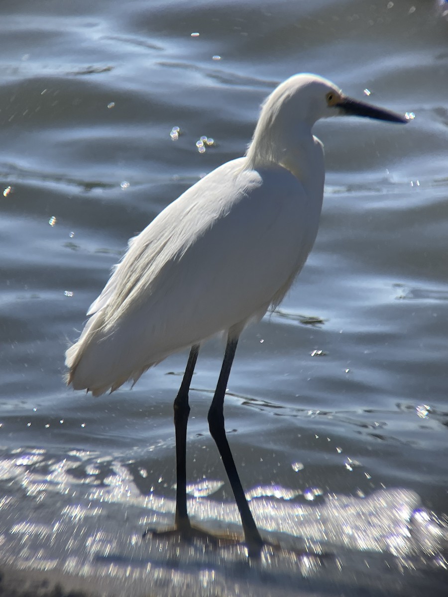 ユキコサギ - ML638360209