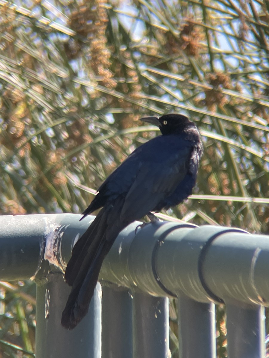 storhaletrupial - ML638360234