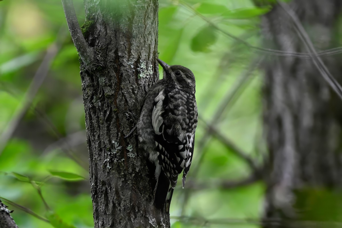 Yellow-bellied Sapsucker - ML638360237